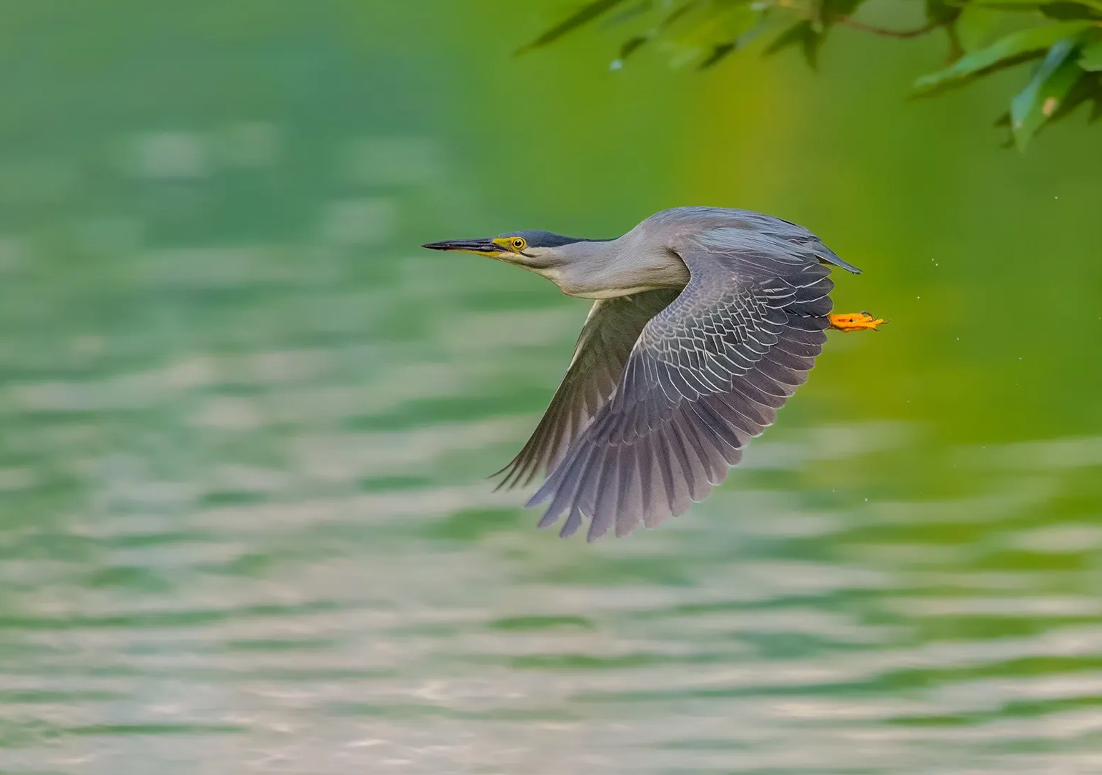 澳盾身边的自然观察&mdash;&mdash;绿鹭