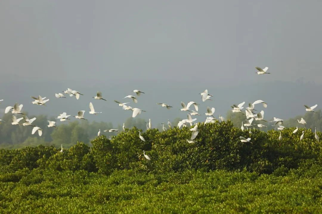 湛江红树林金秋迎来&ldquo;老朋友&rdquo;