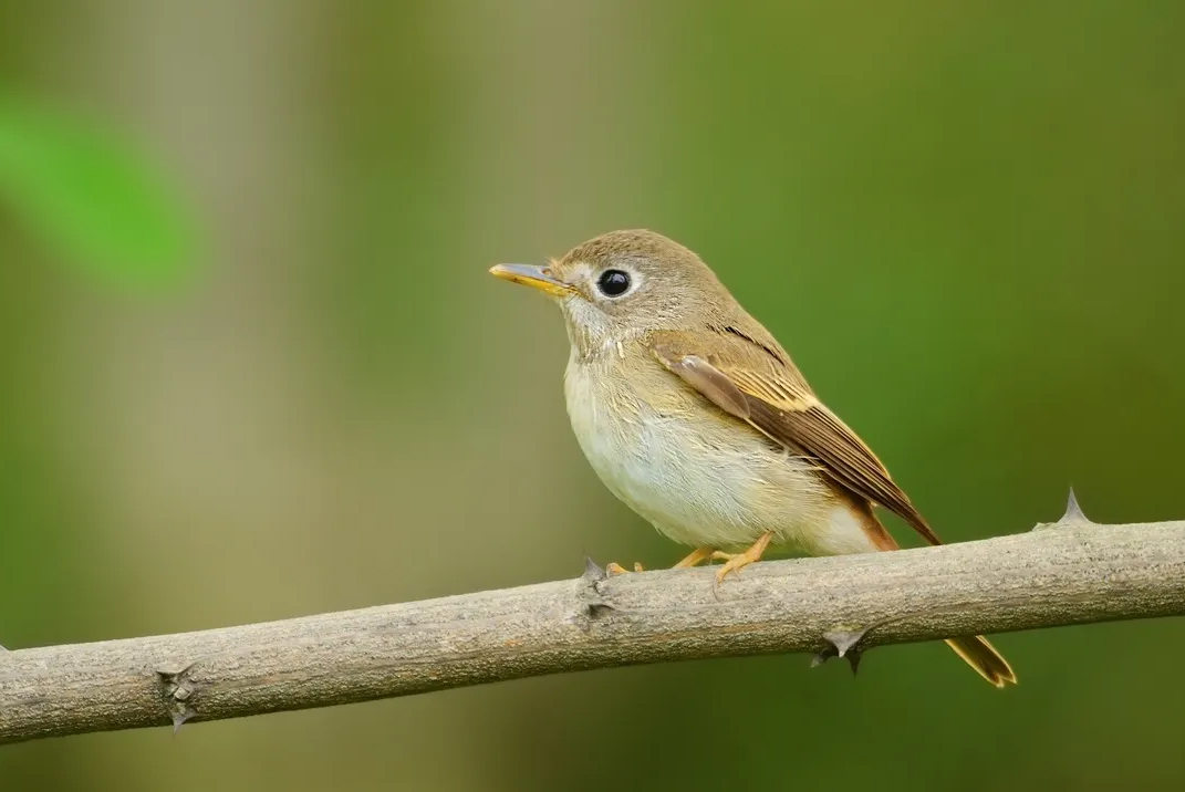 澳盾身边的自然观察&mdash;&mdash;褐胸鹟（wēng）