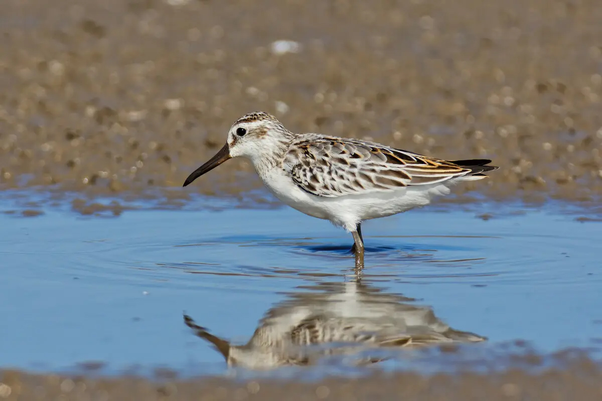 澳盾身边的自然观察&mdash;&mdash;阔嘴鹬
