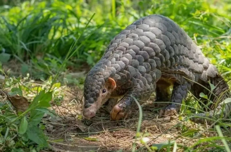 国家一级保护野生动物再现茂名！内有珍贵视频，快来看！