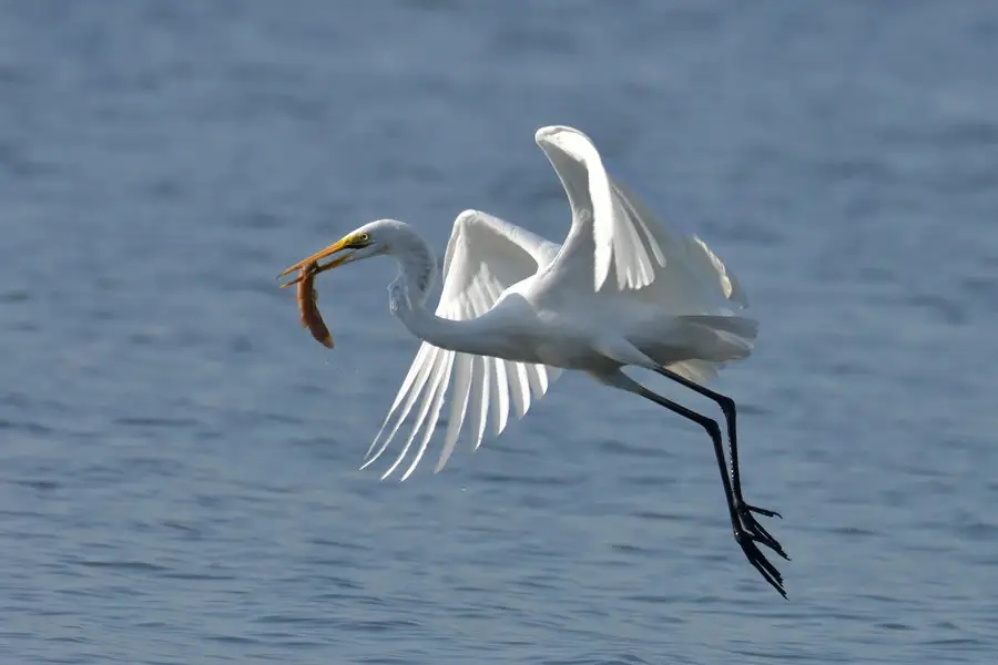 惠州盐洲岛：红树林里，万千鹭鸟归巢