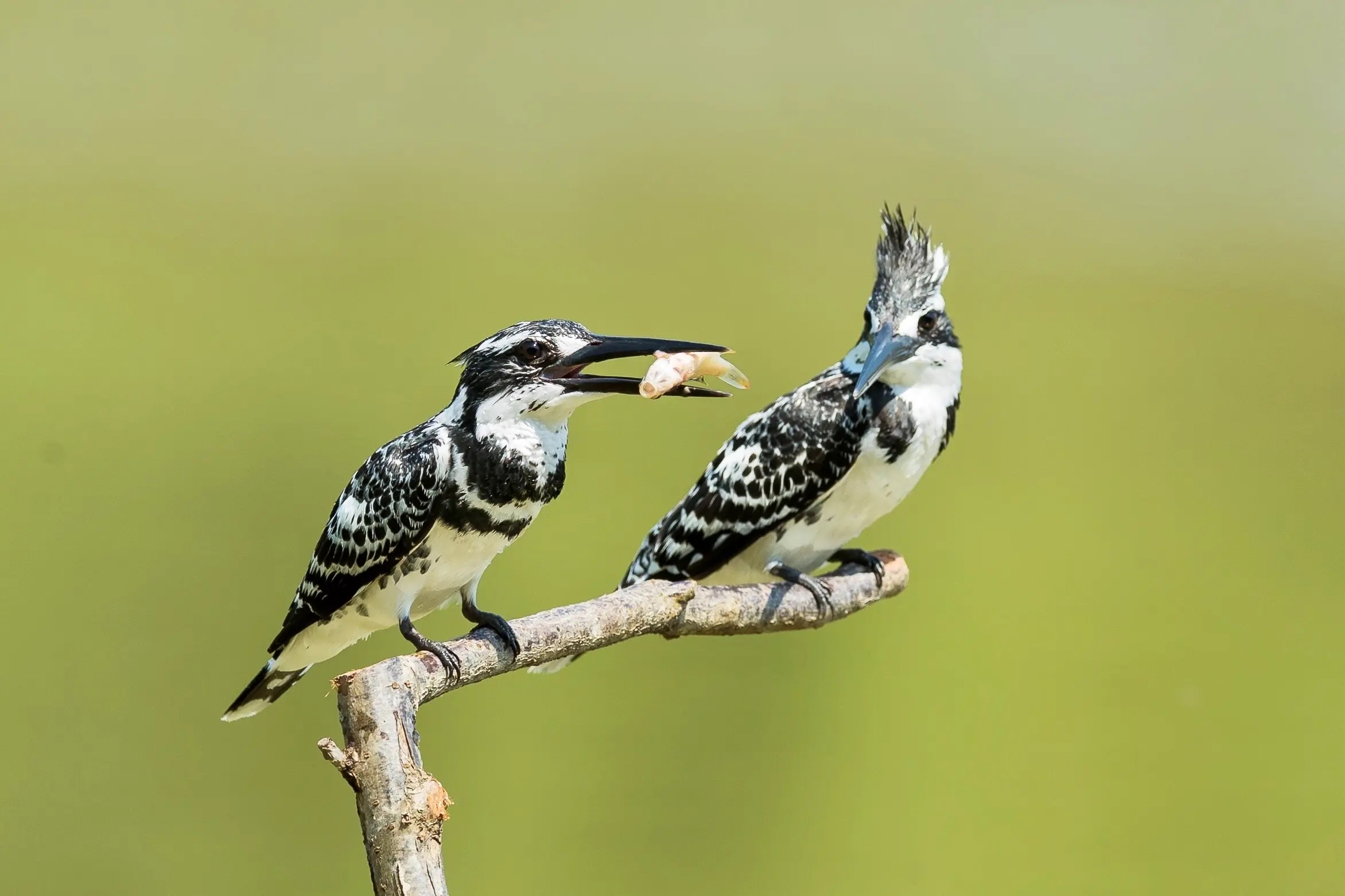 澳盾身边的自然观察&mdash;&mdash;斑鱼狗