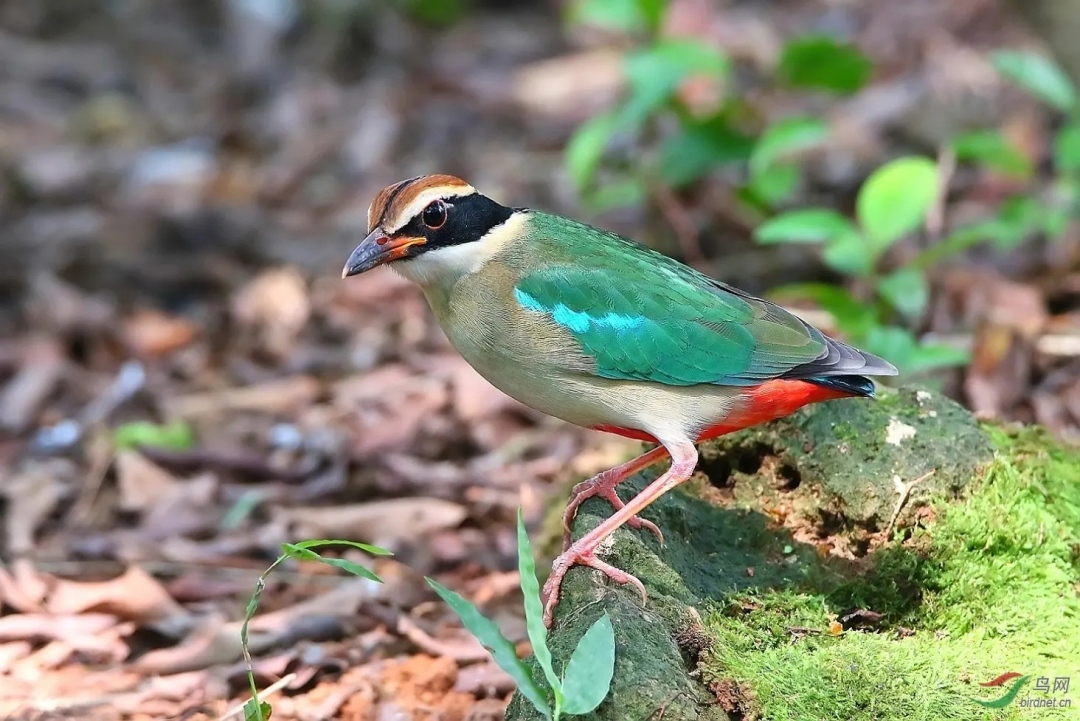 &ldquo;鸟中仙女&rdquo;现身！广东这里首次发现