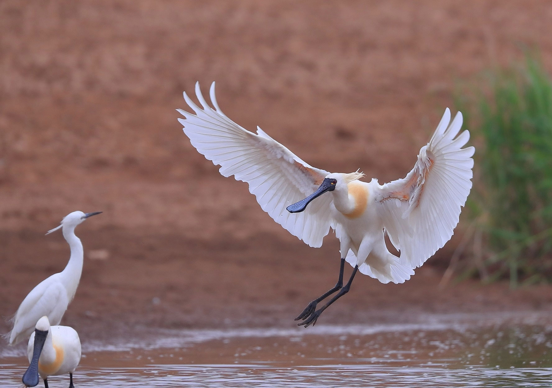 澳盾身边的自然观察&mdash;&mdash;黑脸琵鹭