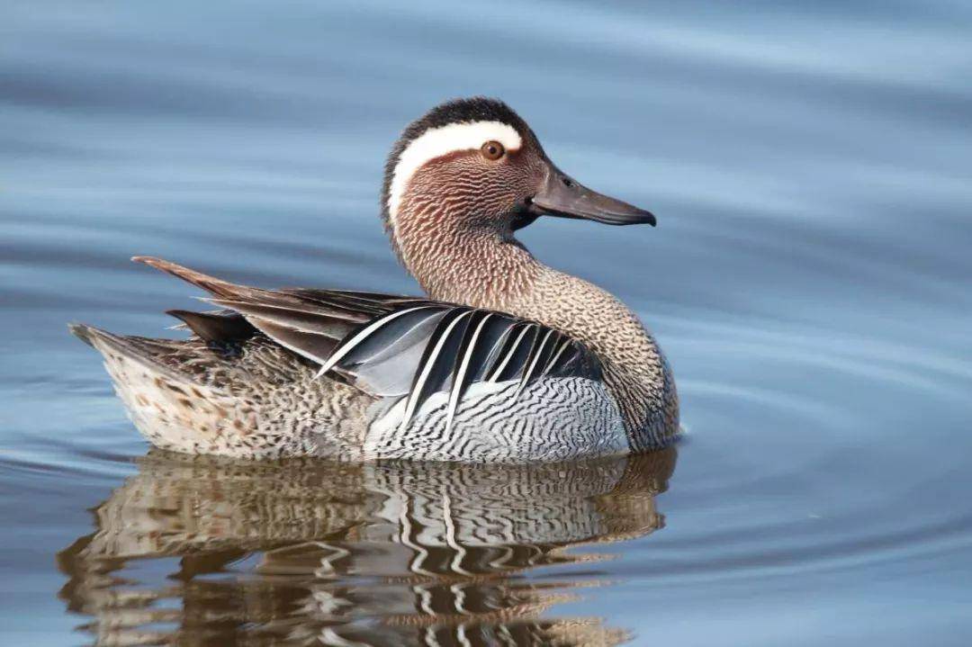 澳盾身边的自然观察&mdash;&mdash;白眉鸭