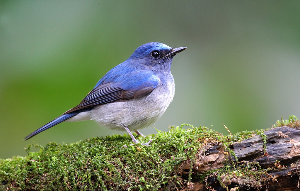 澳盾身边的自然观察&mdash;&mdash;海南蓝仙鹟
