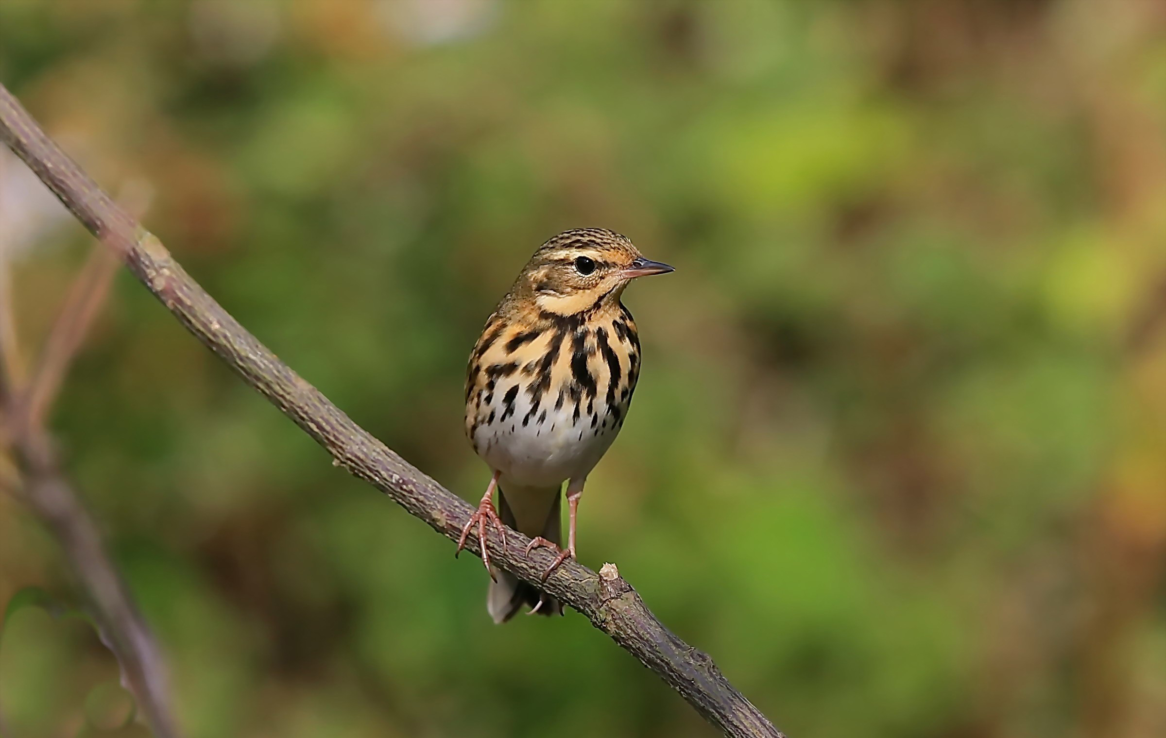 澳盾身边的自然观察&mdash;&mdash;树鹨