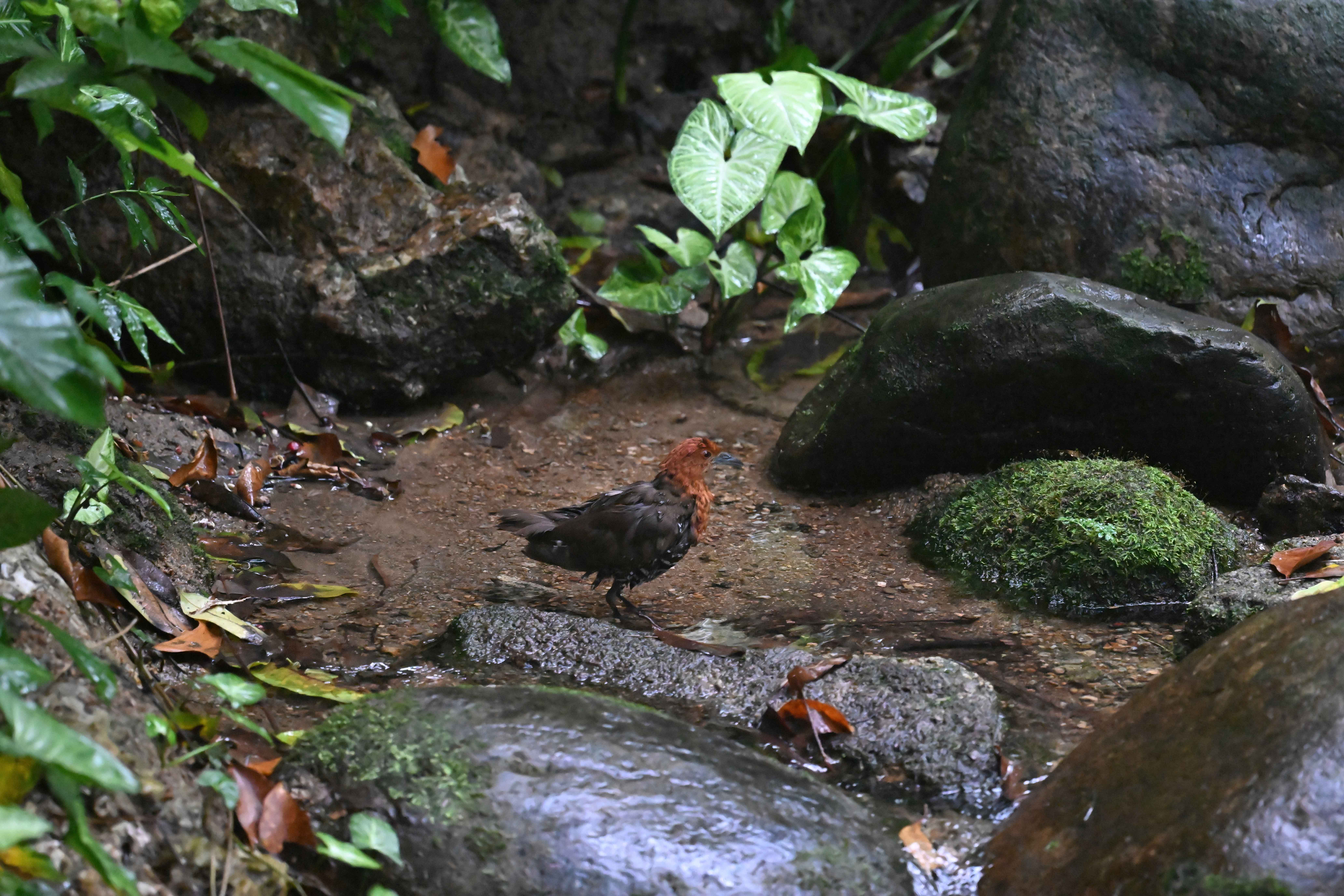 澳盾身边的自然观察&mdash;&mdash;白喉斑秧鸡