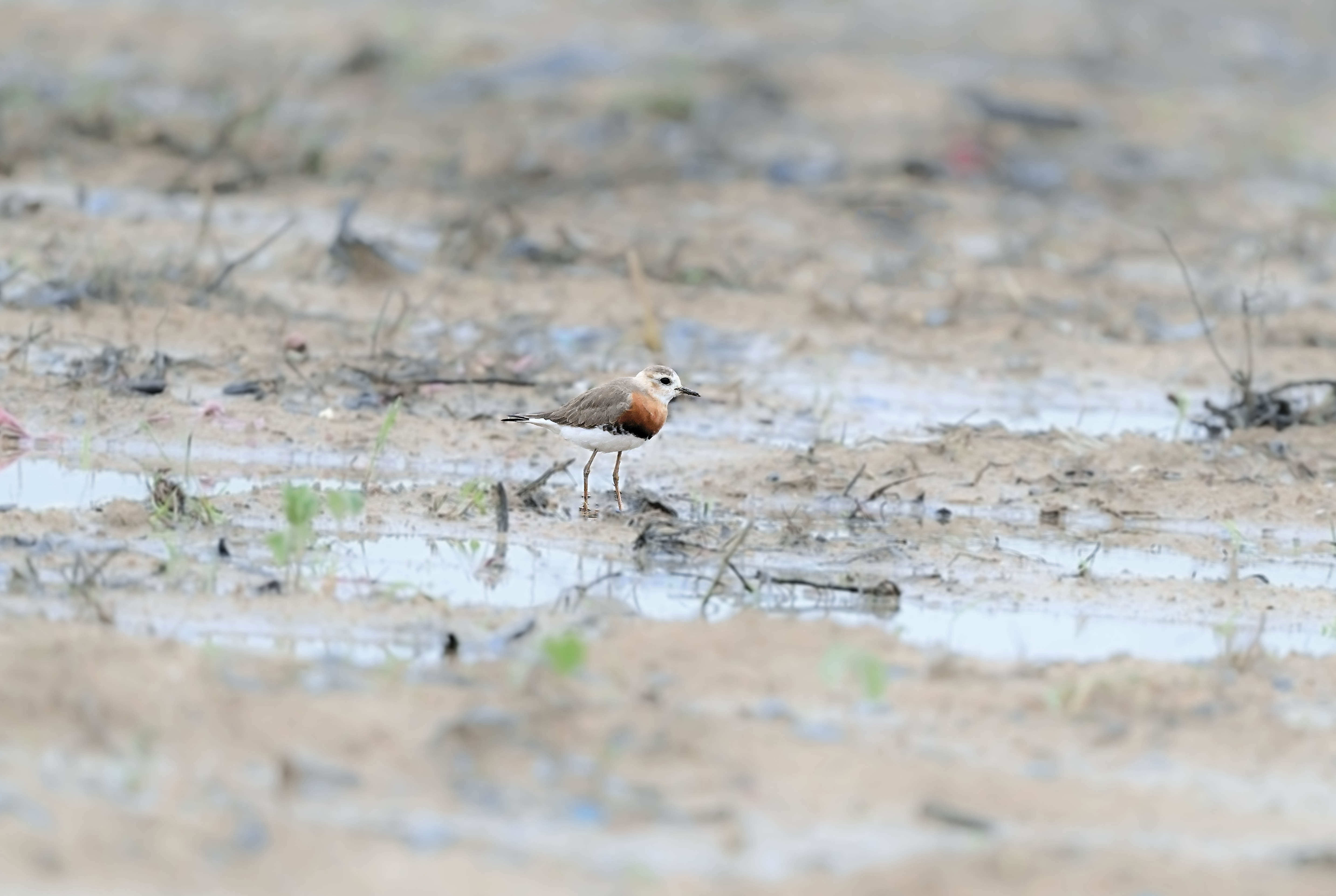 澳盾身边的自然观察&mdash;&mdash;东方鸻