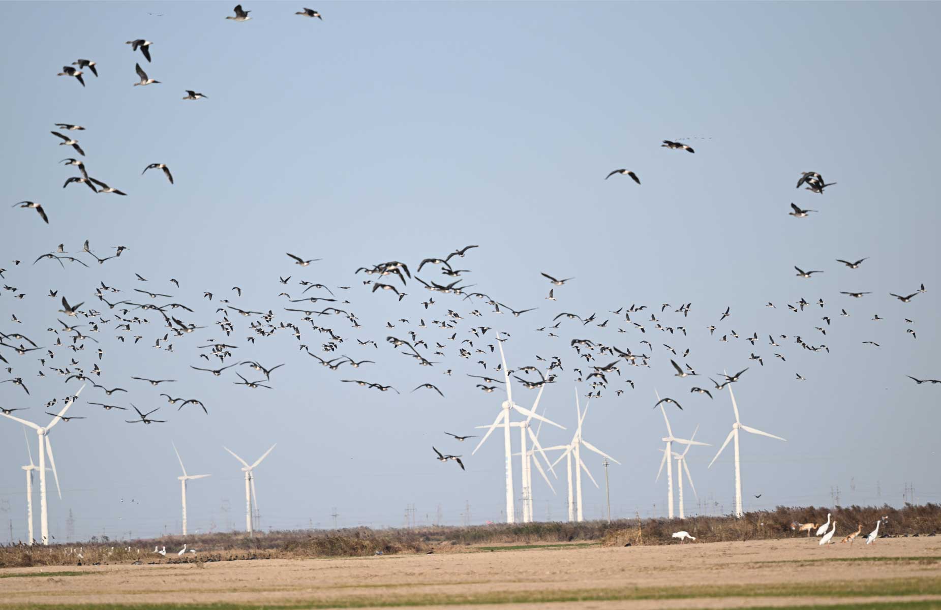 澳盾身边的自然观察&mdash;&mdash;雁阵