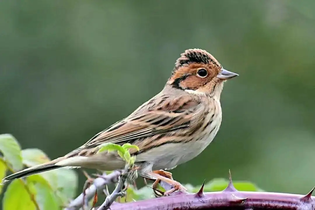 澳盾身边的自然观察&mdash;&mdash;小鹀