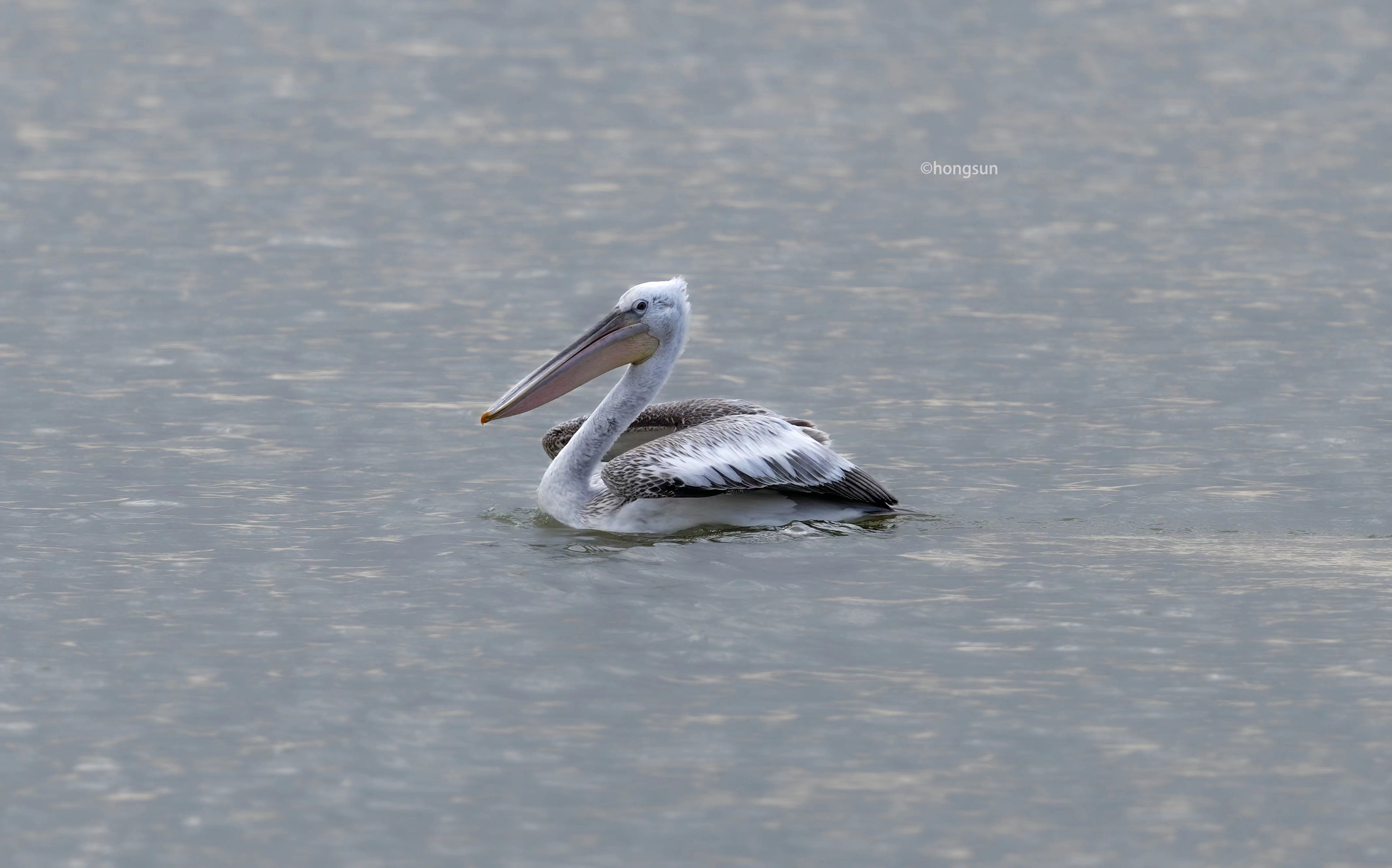 澳盾身边的自然观察&mdash;&mdash;卷羽鹈鹕