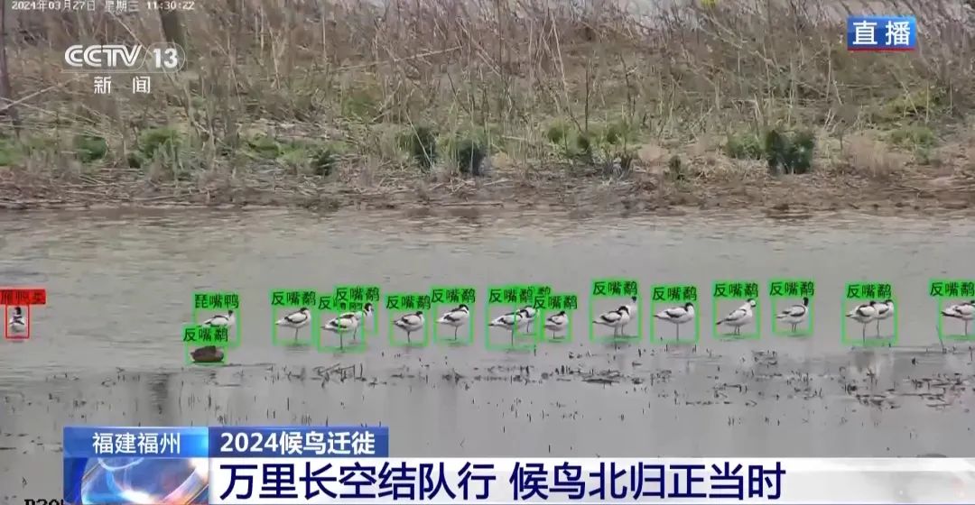 候鸟北归正当时 保护湿地装上&ldquo;鸟脸识别&rdquo;