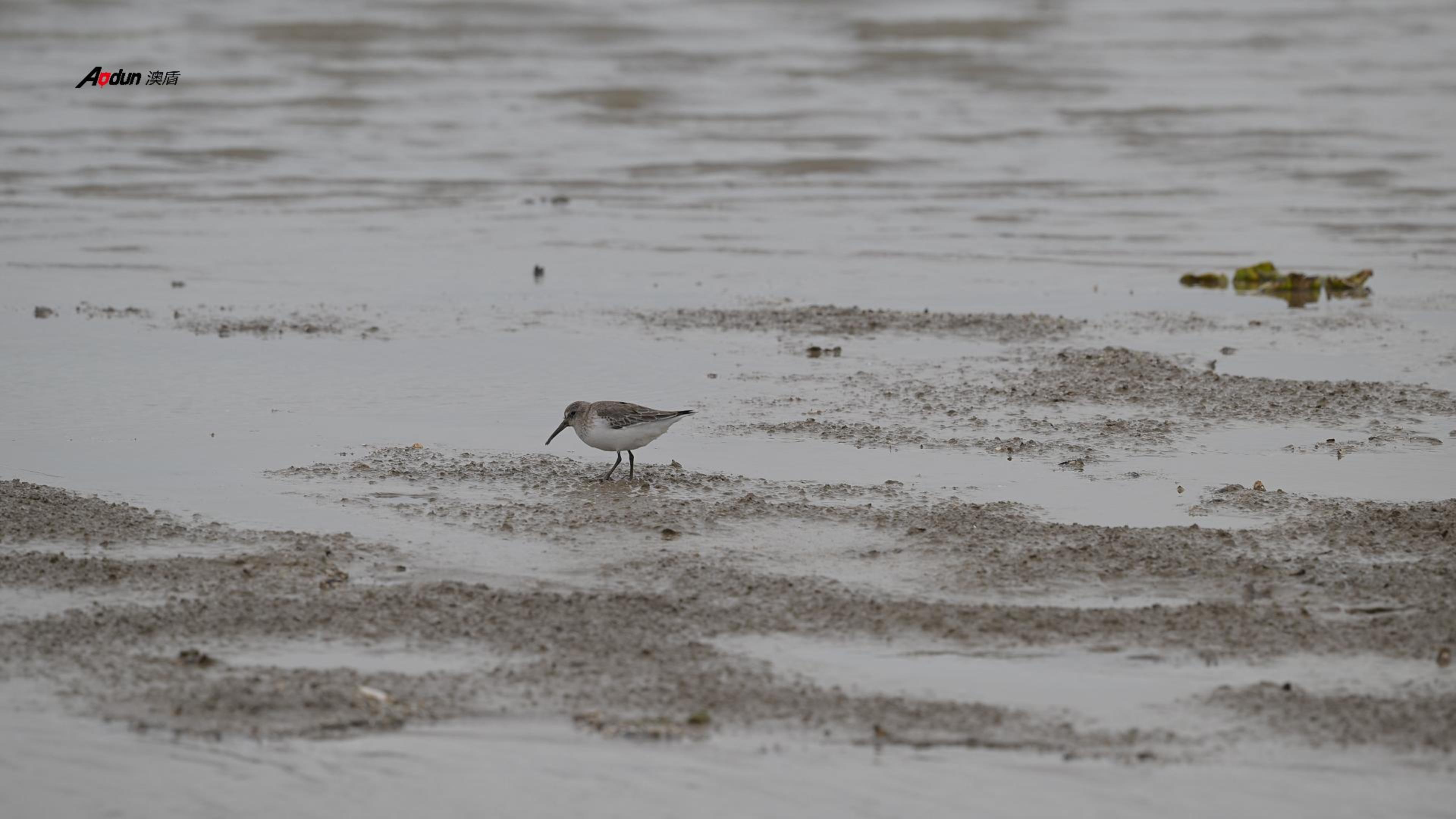 澳盾身边的自然观察&mdash;&mdash;黑腹滨鹬