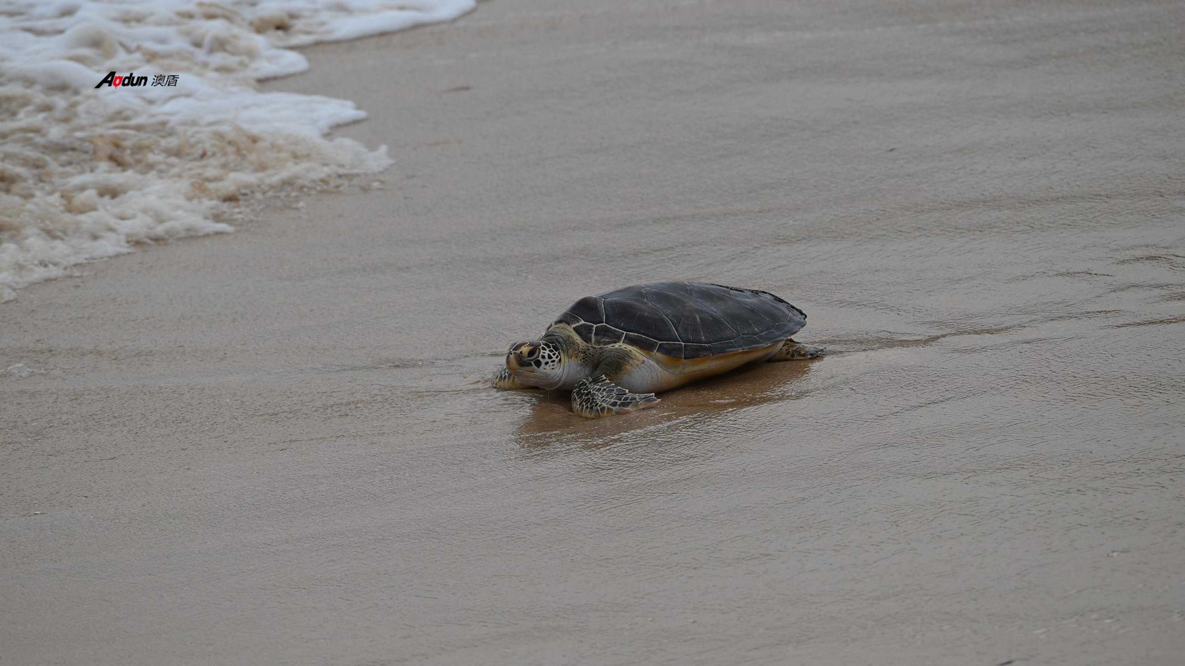 澳盾身边的自然观察&mdash;&mdash;绿蠵（xī）龟