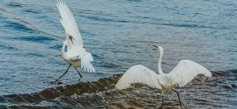 生物多样性智慧一体化指挥平台